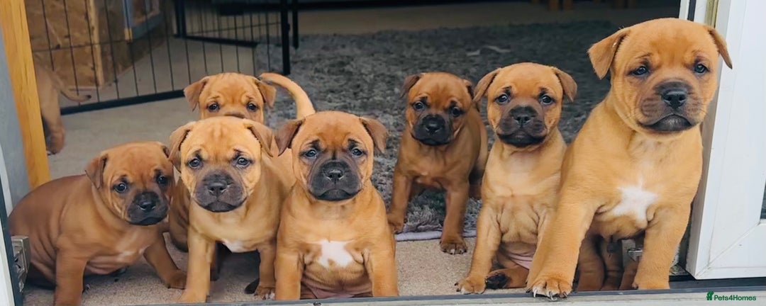 Staffordshire Bull Terrier dogs for sale: Amazing True To Type Staffordshire bull terriers  - Image 20