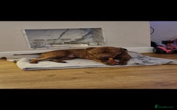 Mixed Breed dogs for sale: Meet Nelson - Image 8