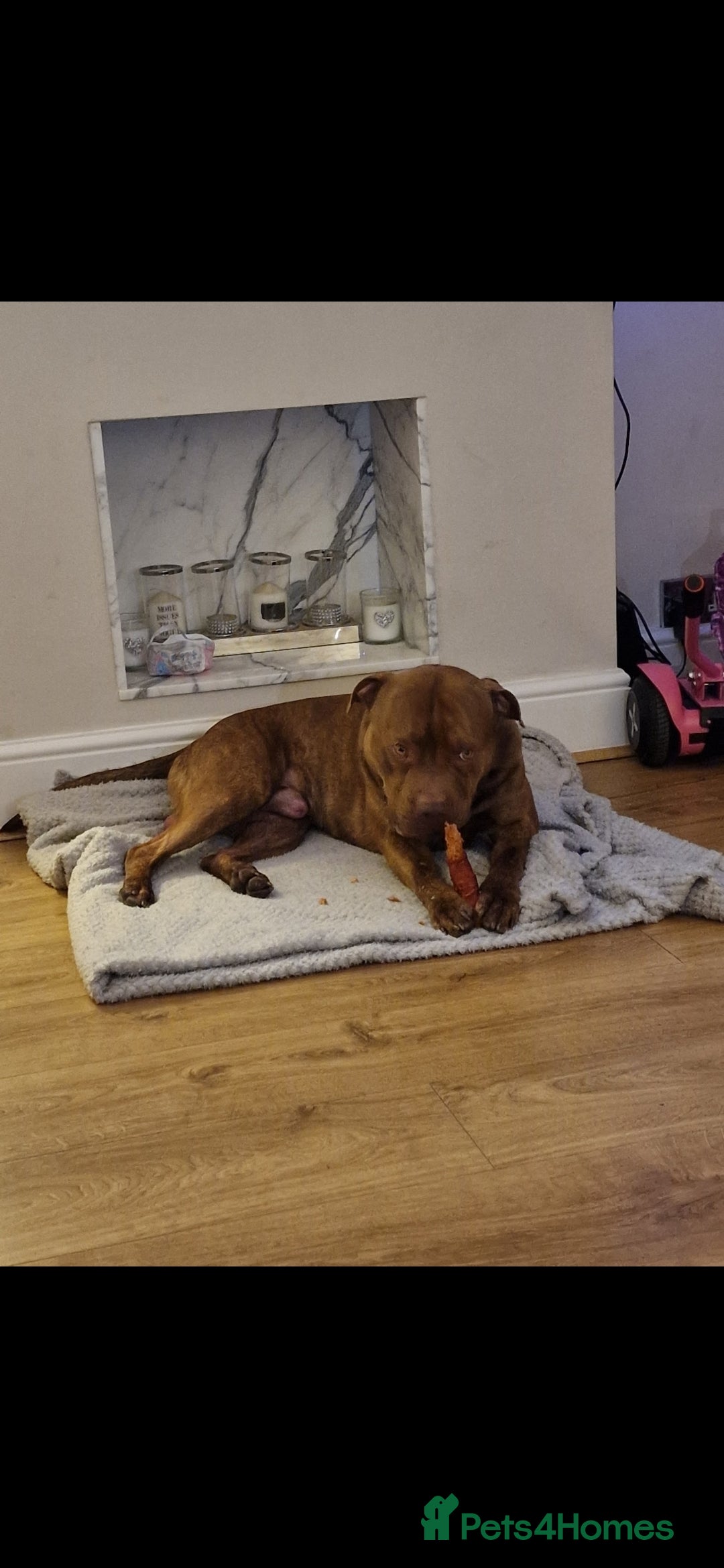 Mixed Breed dogs for sale: Meet Nelson - Image 8