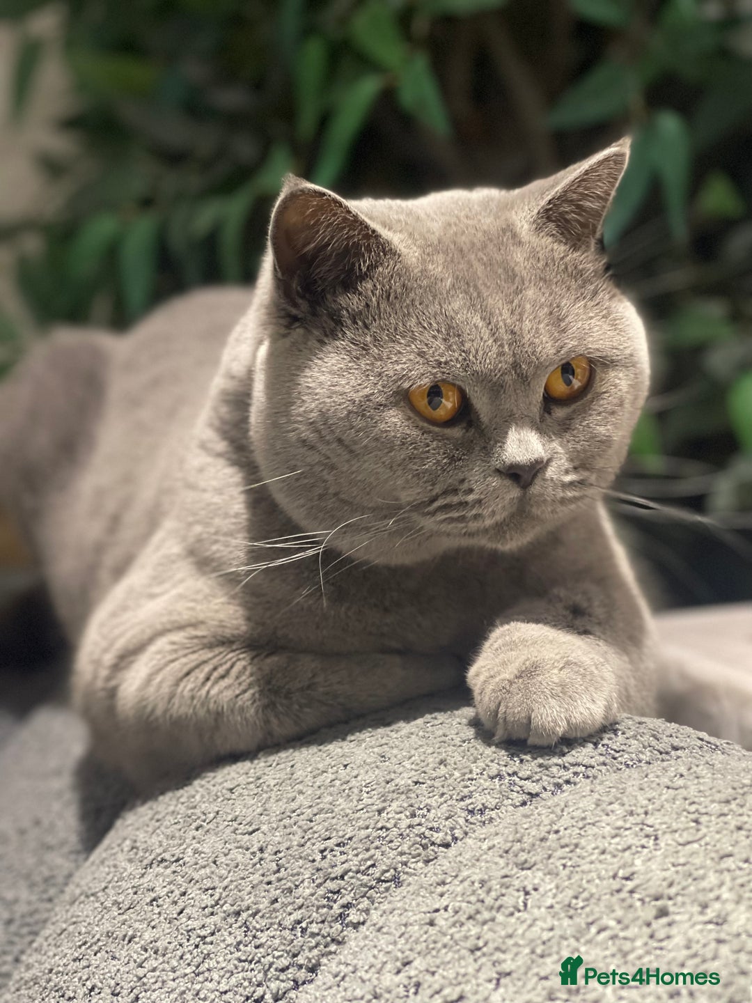 British Shorthair cats for stud: STUNNING GCCF REGISTERED PROVEN STUD - Advert 13