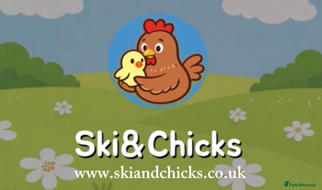 Turkeys poultry *PRE ORDER* American Turkey poults! - Advert 1