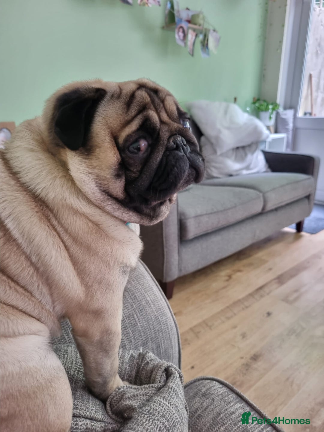 Pug dogs for sale: Beautiful male pug 💙🩵 - Advert 7