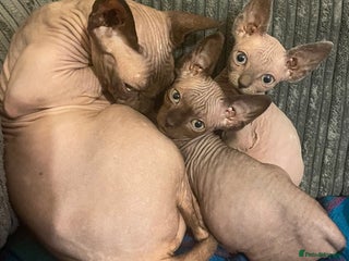 Sphynx cats - Advert 1