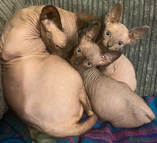 Sphynx cats - Advert 1