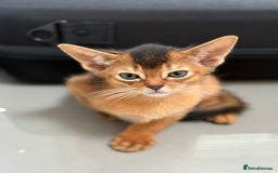 Abyssinian cats for sale: Champion Line Abyssinian Kittens - Reserve Today! - Image 1