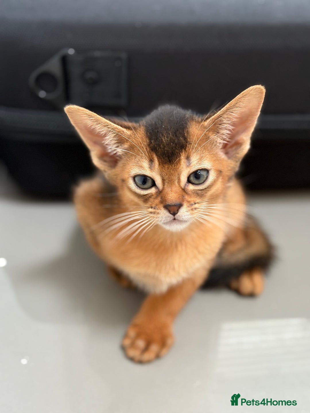 Abyssinian cats for sale: Champion Line Abyssinian Kittens - Reserve Today! - Image 1