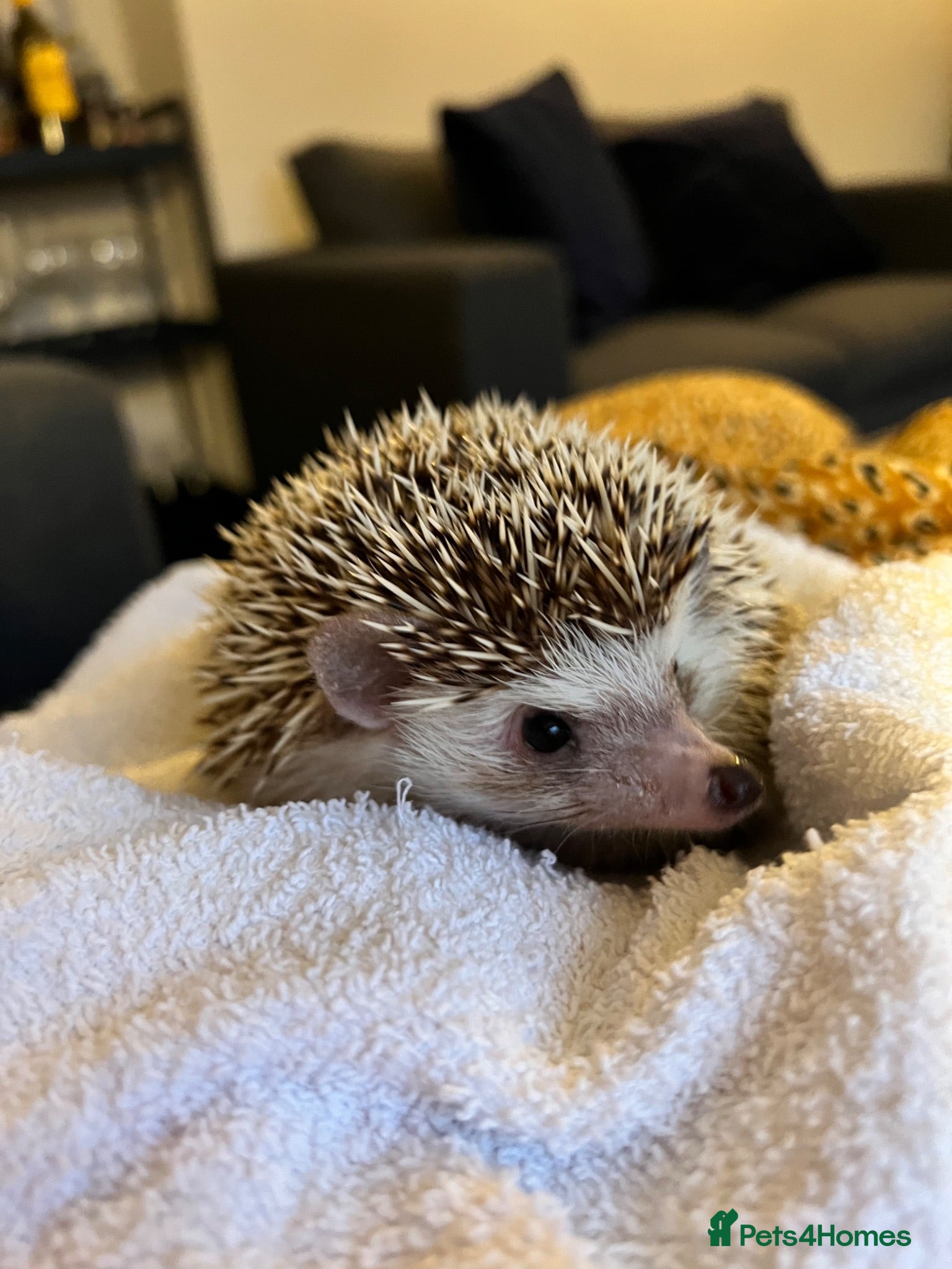 Pygmy Hedgehog rodents Female Pygmy hedgehog (4 years old) - Advert 1