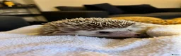 Pygmy Hedgehog rodents for sale: Female Pygmy hedgehog (4 years old) in Abbots Langley - Advert 1