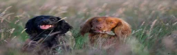 Cocker Spaniel dogs for sale: KC Health Tested Working Cocker Spaniel Puppies - Advert 10