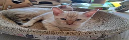 Bengal cats for sale: Mink x snow lynx bengal  - Advert 15