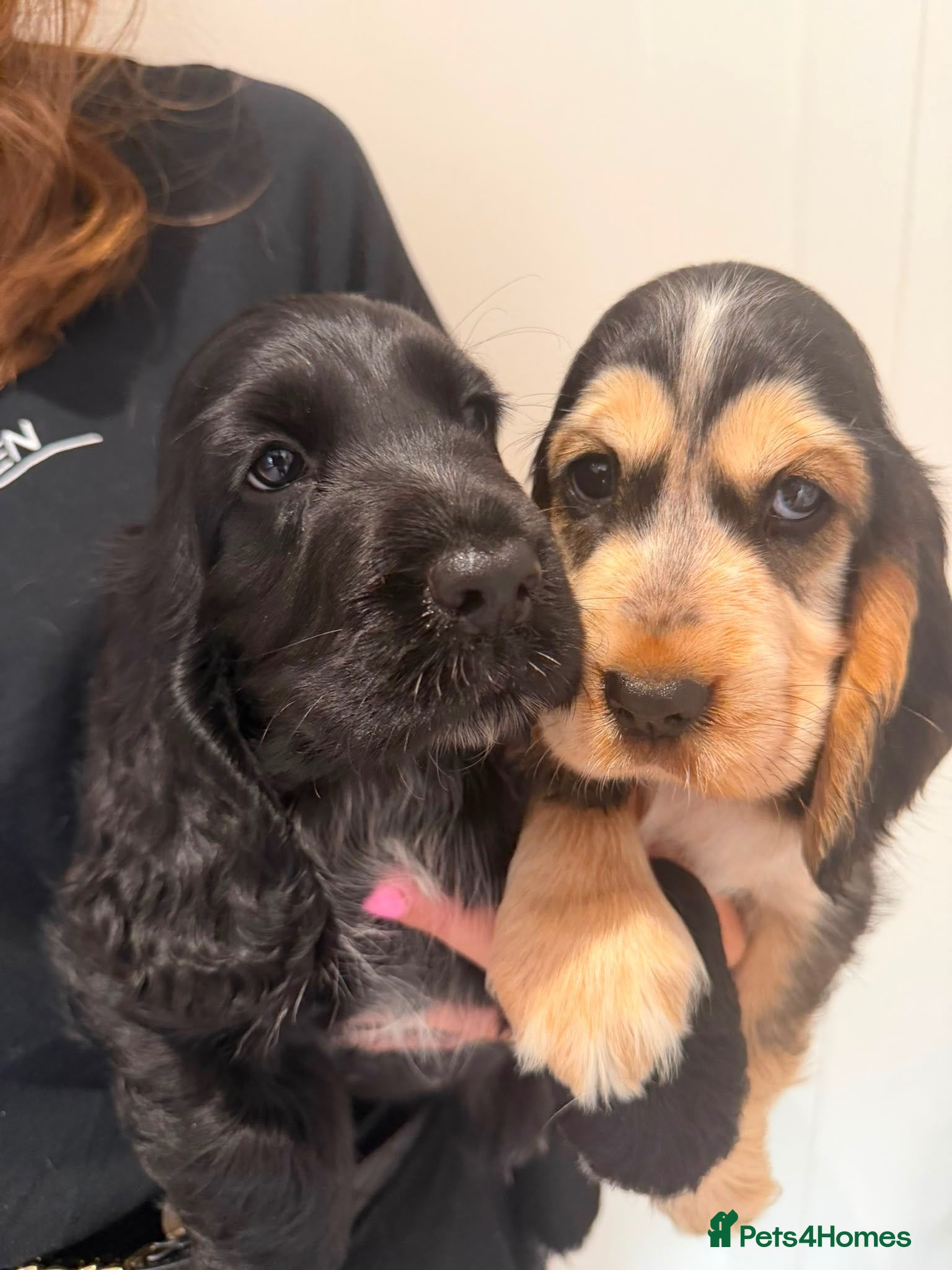 Cocker Spaniel dogs Kc show type cocker spaniel puppies - Advert 1