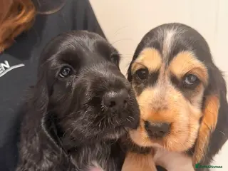 Cocker Spaniel dogs Kc show type cocker spaniel puppies - Advert 1