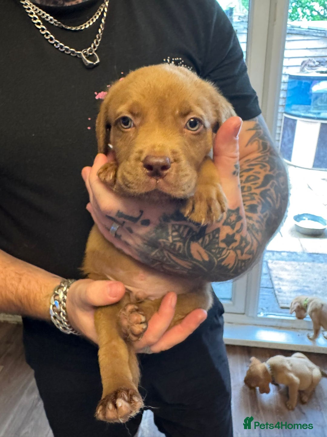 Dogue De Bordeaux dogs for sale: Dogue de Bordeaux cross puppies for sale.  - Image 1