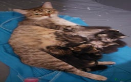 Mixed Breed cats for sale: Beautiful siver tabby kittens  - Image 22