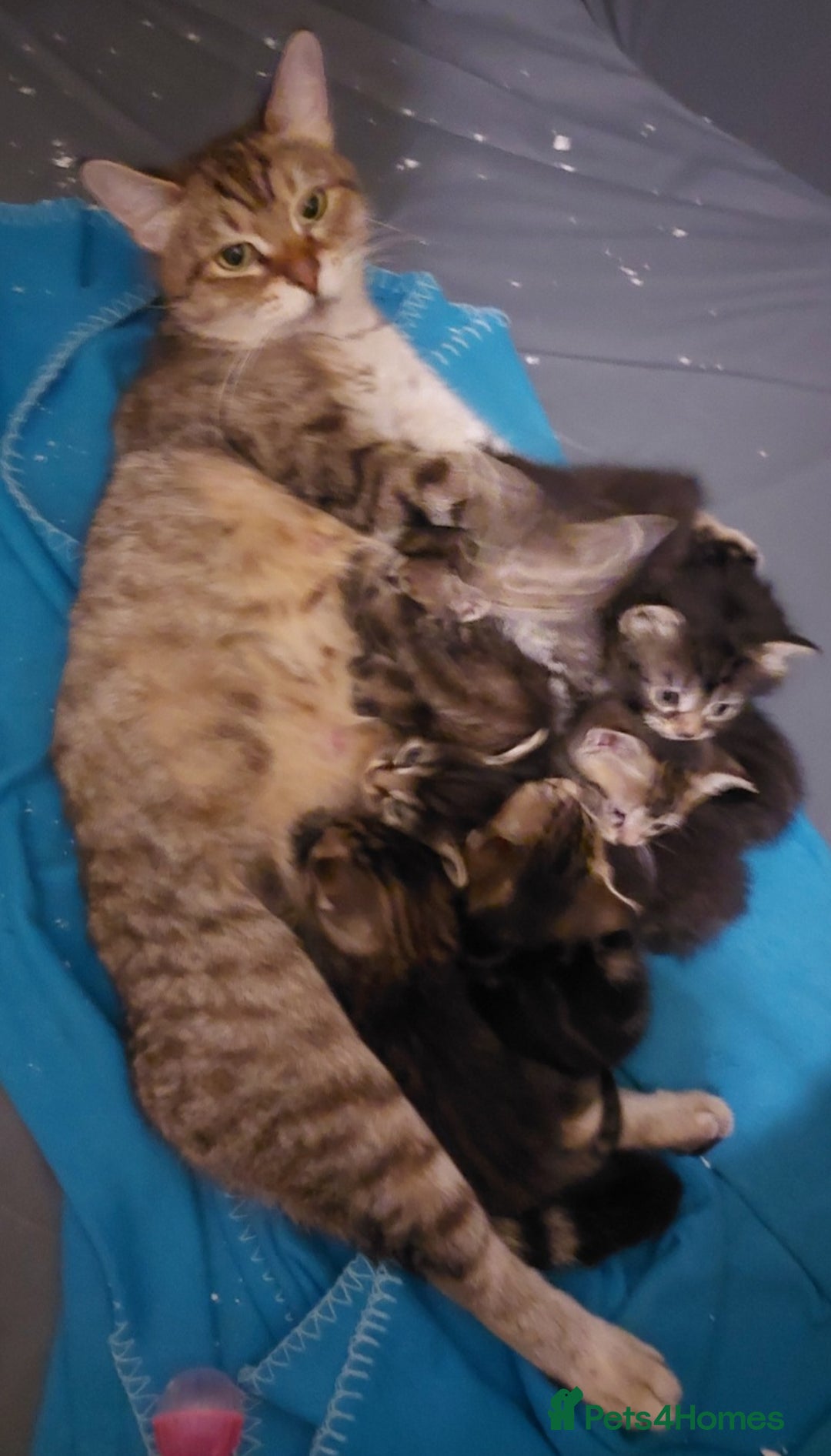 Mixed Breed cats for sale: Beautiful siver tabby kittens  - Image 22