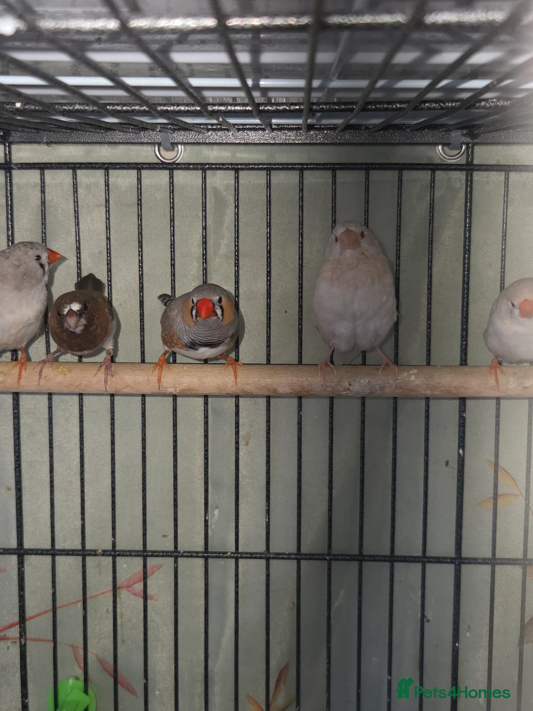 Finches birds for sale: Mixed aviary and indoor breed Zebra finches - Advert 9