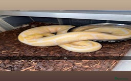 Snake reptiles for sale: Royal Python / Boa  - Image 3