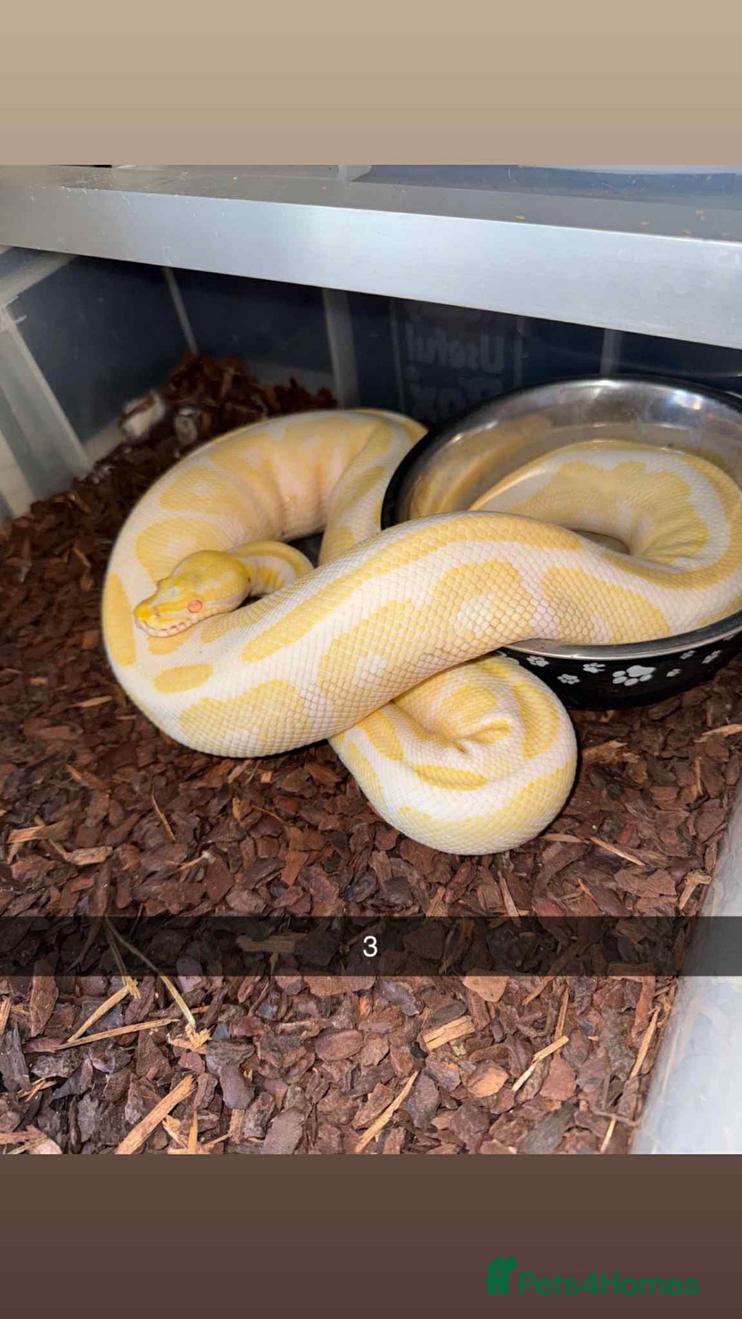 Snake reptiles for sale: Royal Python / Boa  - Image 3