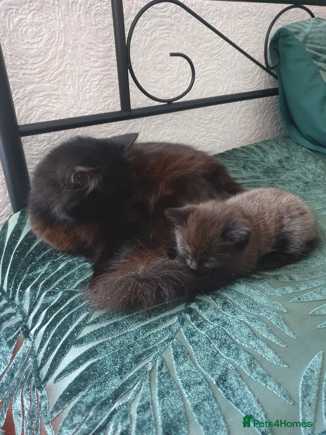 Turkish Angora cats for sale: Ms Svetlana - Advert 4