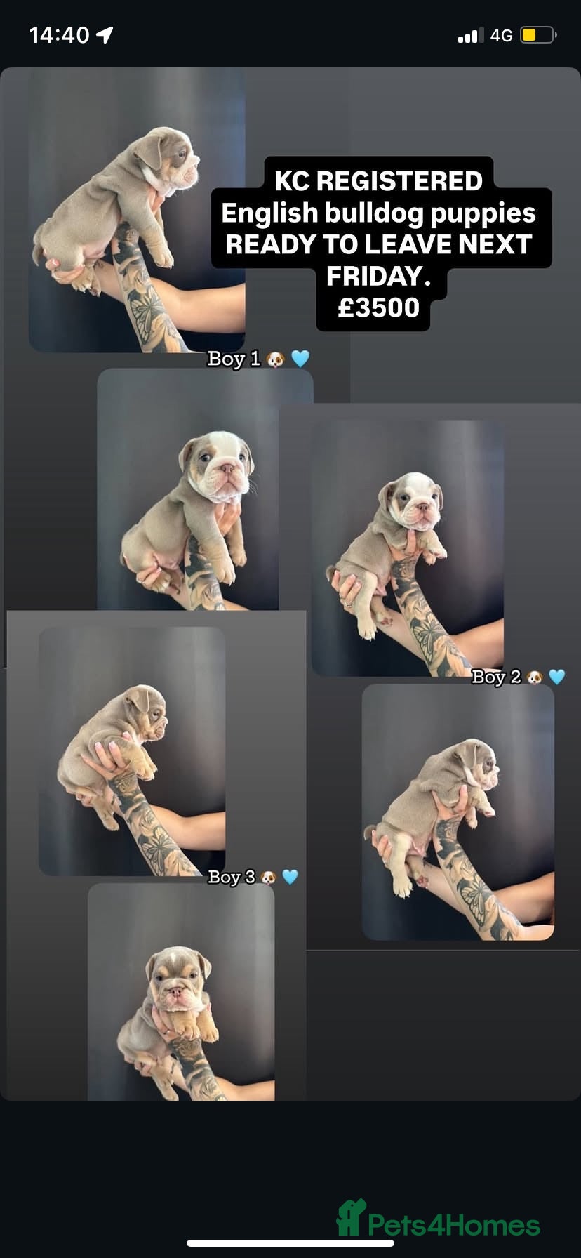 English Bulldog dogs KC registered English bulldog puppies  - Advert 4