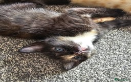 British Shorthair cats for sale: Male and female kittens for sale  - Image 15