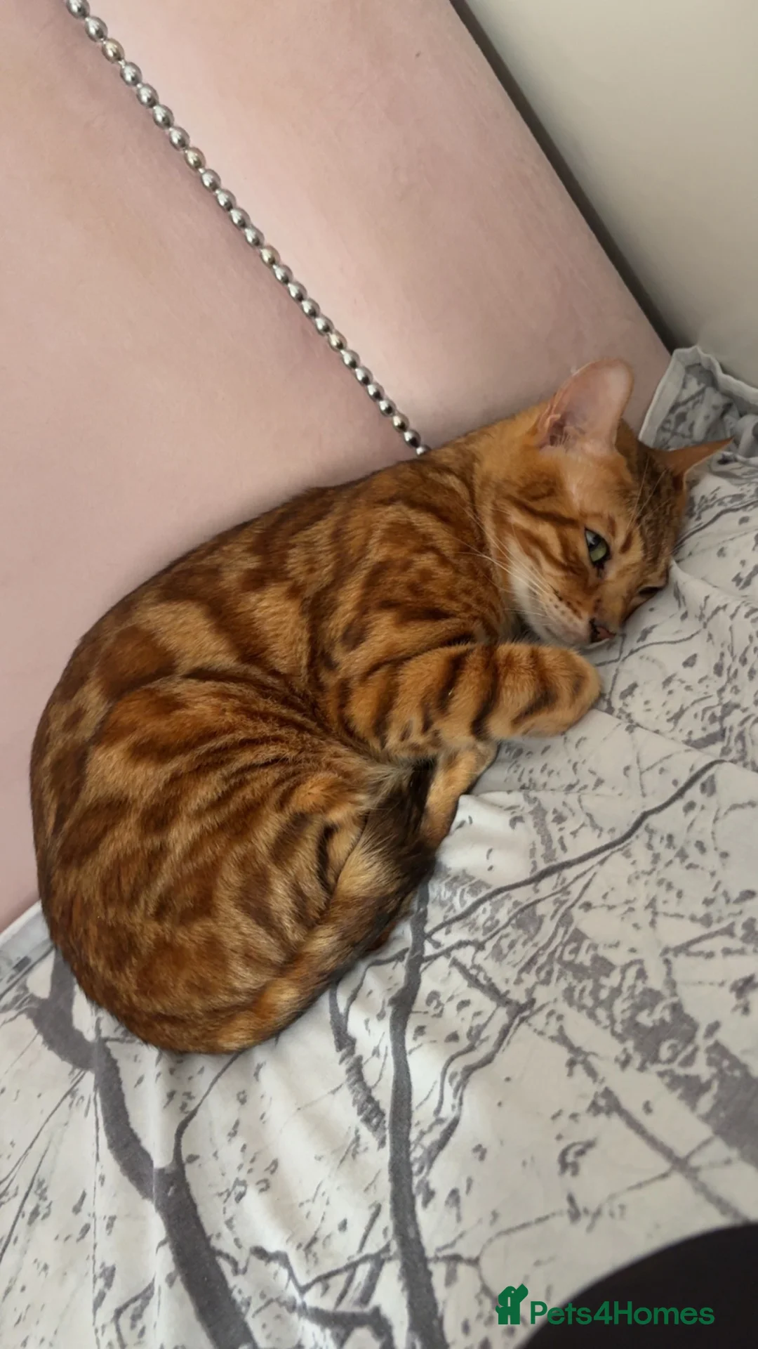 Bengal cats for sale: Beautiful bengal girl🤎 - Advert 2
