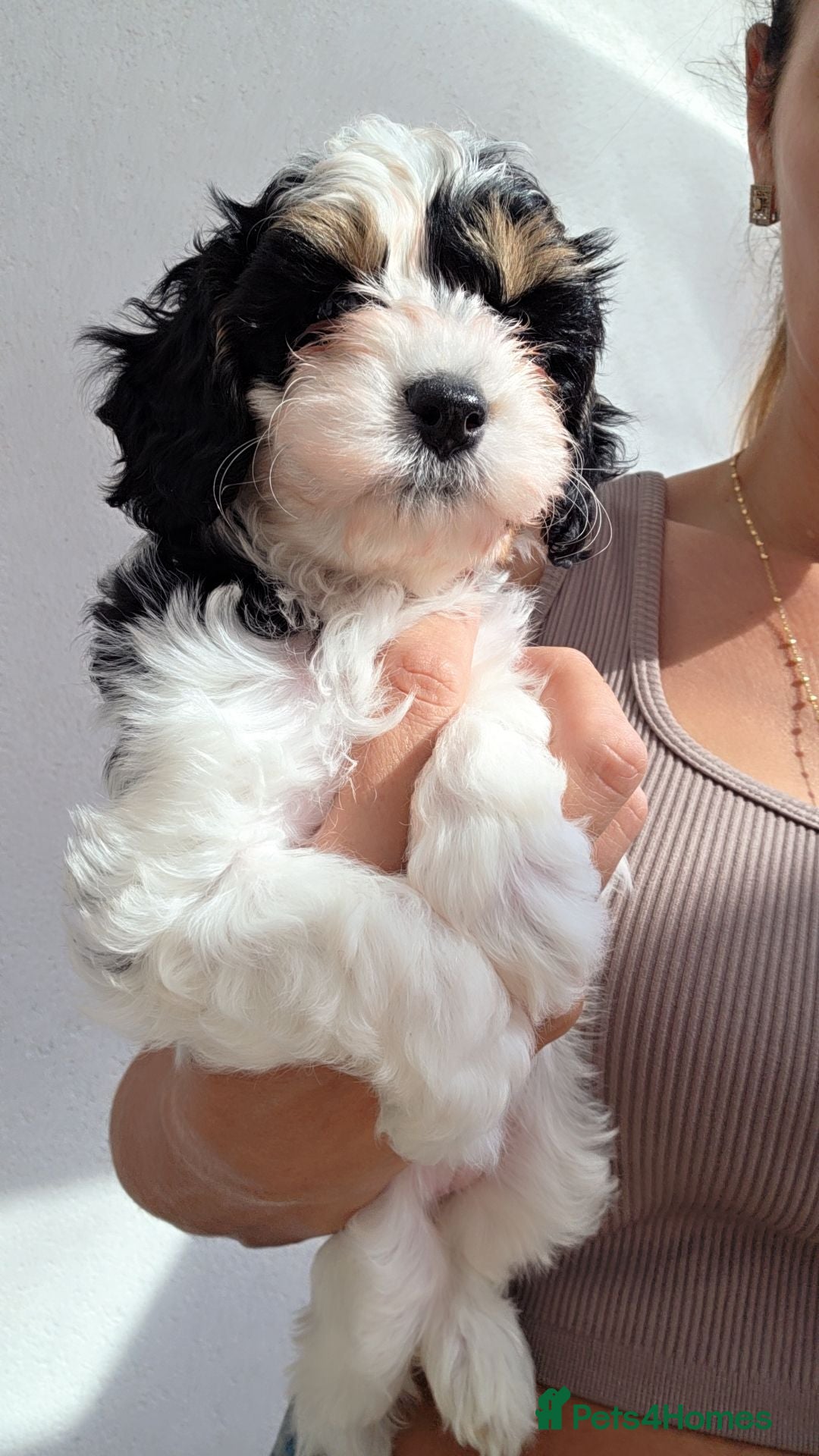 Cavapoo dogs Beautiful cavapoo puppies  - Advert 1