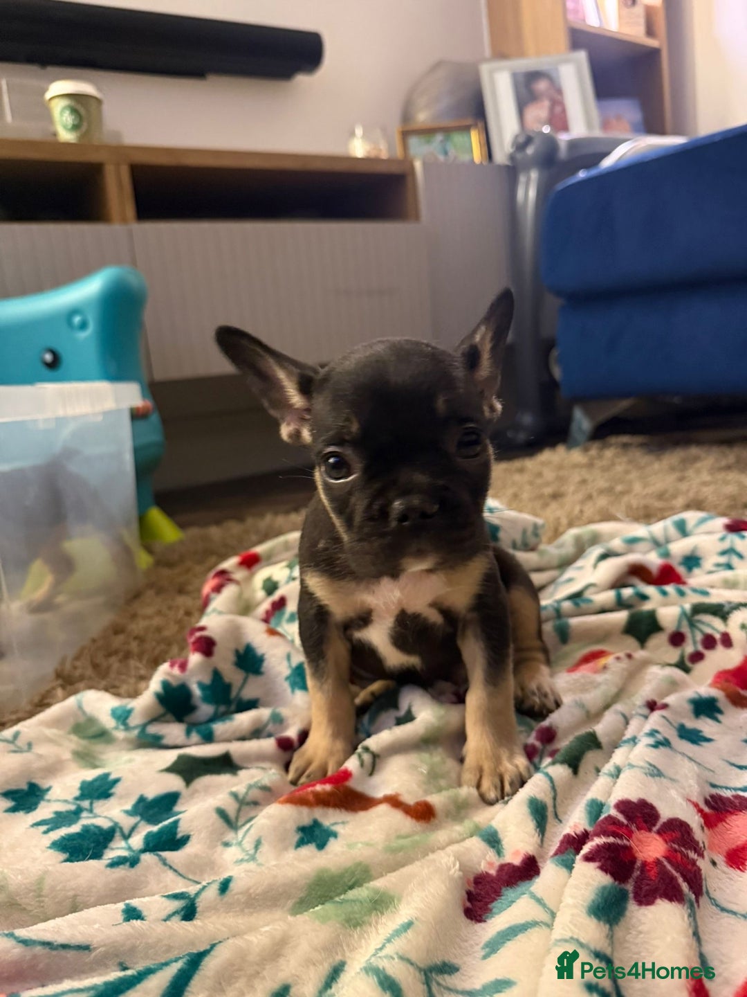 French Bulldog dogs for sale: French bulldog puppies  - Advert 12