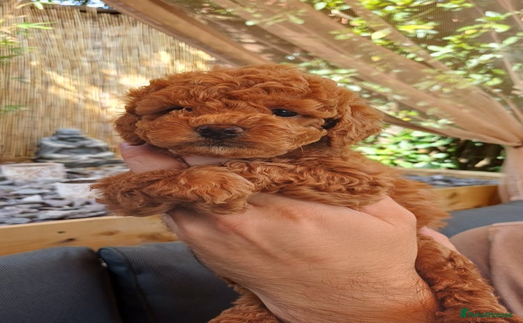 Toy Poodle dogs - Advert 3
