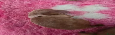 Light Pink Collar