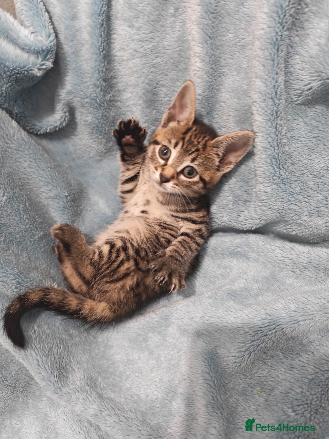 Mixed Breed cats for sale: Beautiful kittens VIDEOS - Advert 25