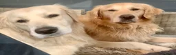 Golden Retriever dogs for sale: Exceptional Golden retriever litter - Advert 16