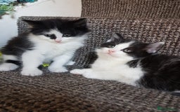 Mixed Breed cats for sale: Long & short-haired kittens  in Leicester - Image 2