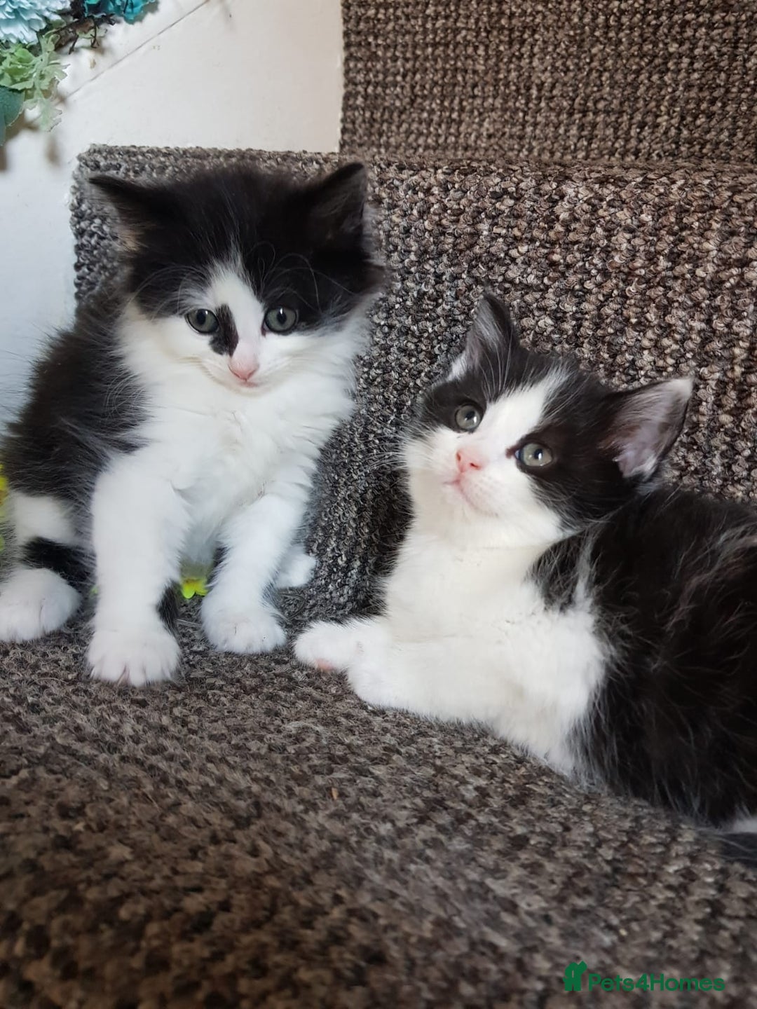 Mixed Breed cats for sale: Long & short-haired kittens  in Leicester - Image 2