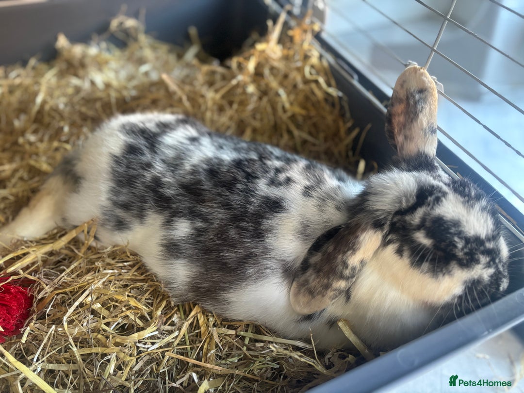 English Lop rabbits for sale: 4 baby rabbits  - Advert 2