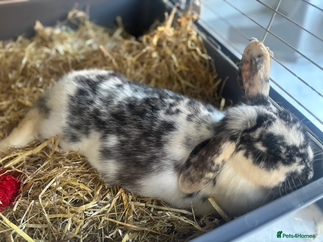 English Lop rabbits for sale: 4 baby rabbits  - Advert 2