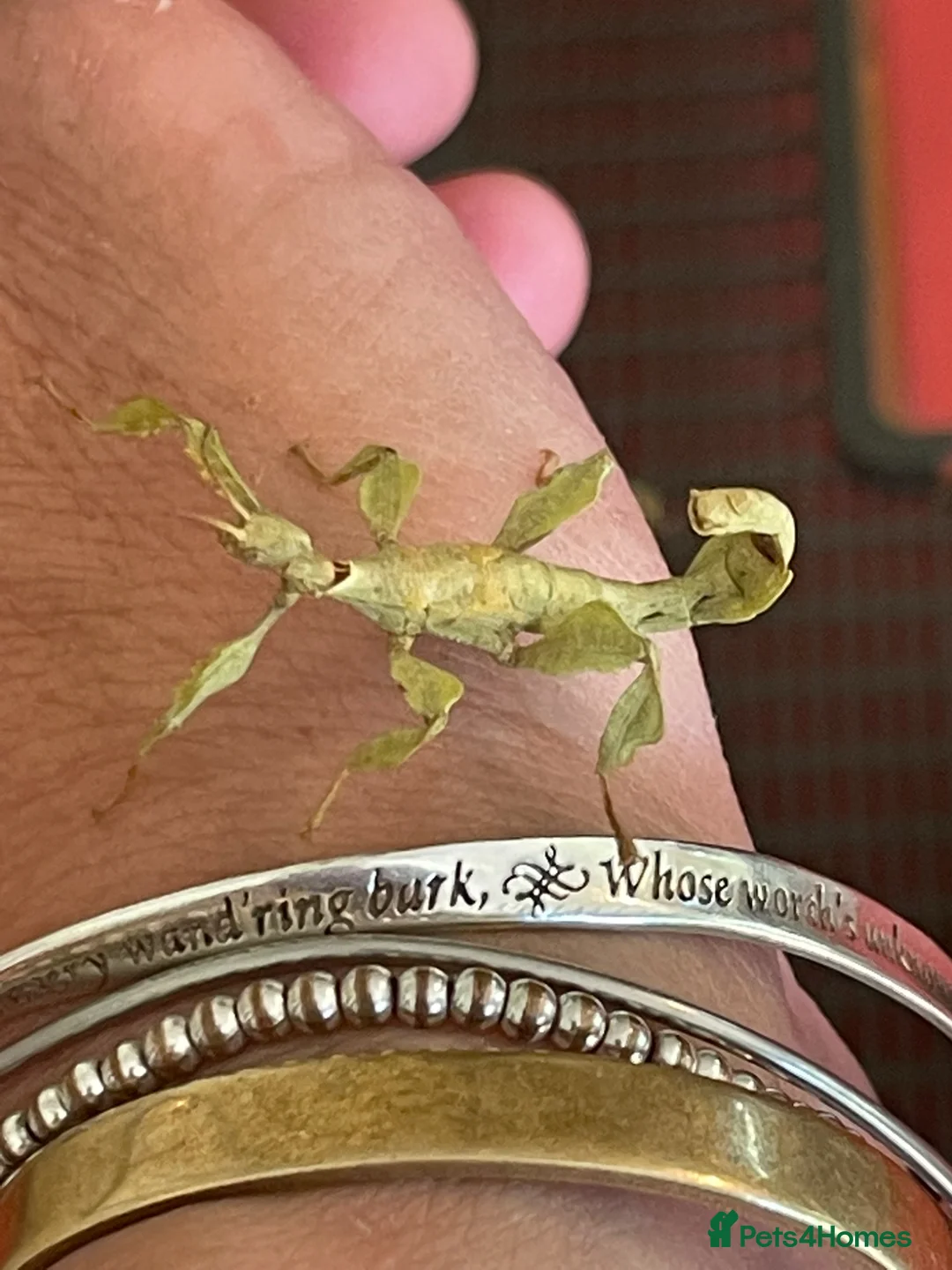Stick Insects invertebrates for sale: Macleays Spectre Stick insects for sale. - Advert 1