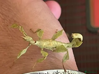 Stick Insects invertebrates Macleays Spectre Stick insects for sale. - Advert 12