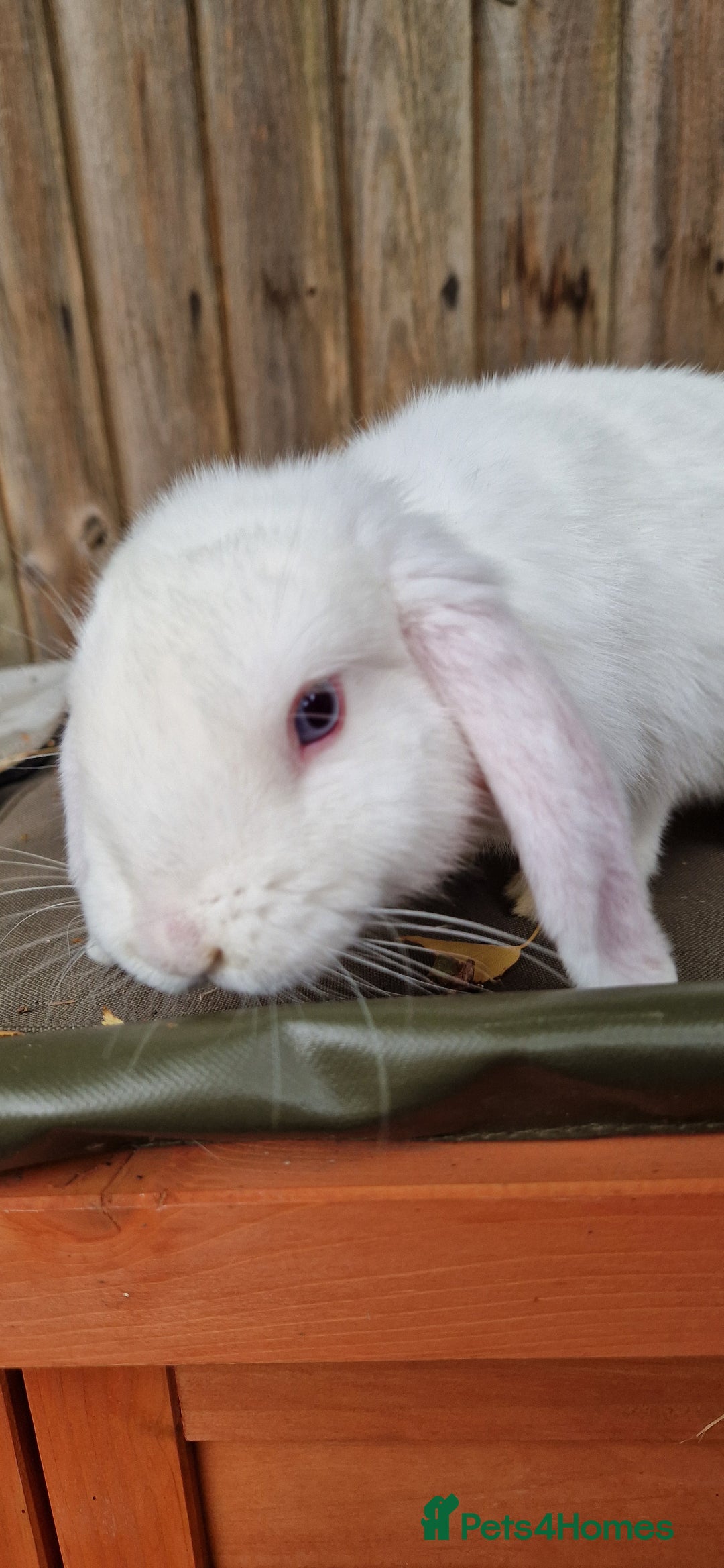 Mini Lop rabbits for sale: White, Blue eyed Mini lop Buck - Image 7