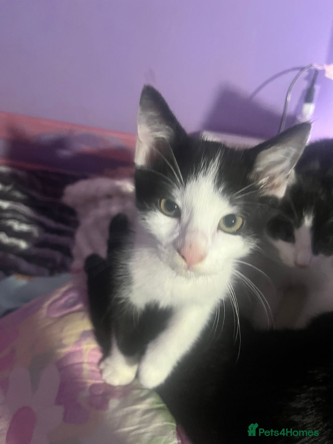 British Shorthair cats for sale: 10 week old female kitten little trained  - Image 3