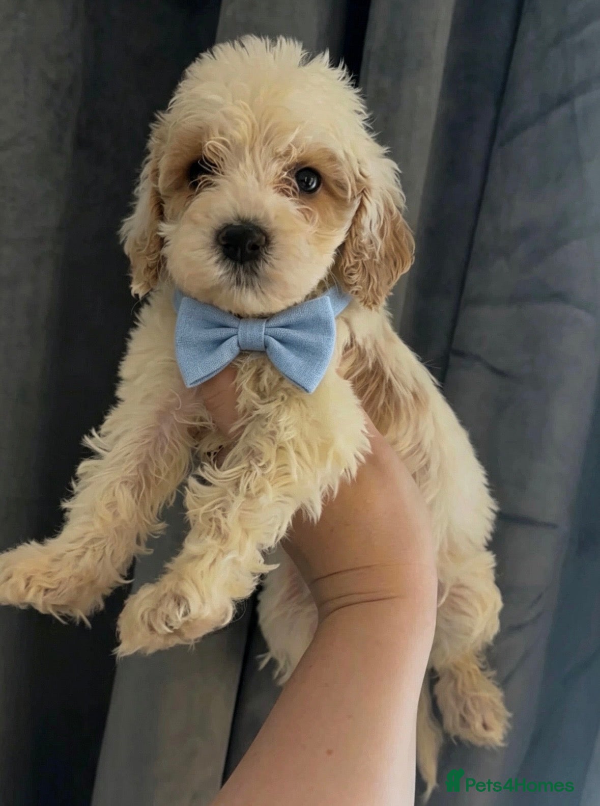 Cockapoo dogs Cockapoo puppies for sale  - Advert 2