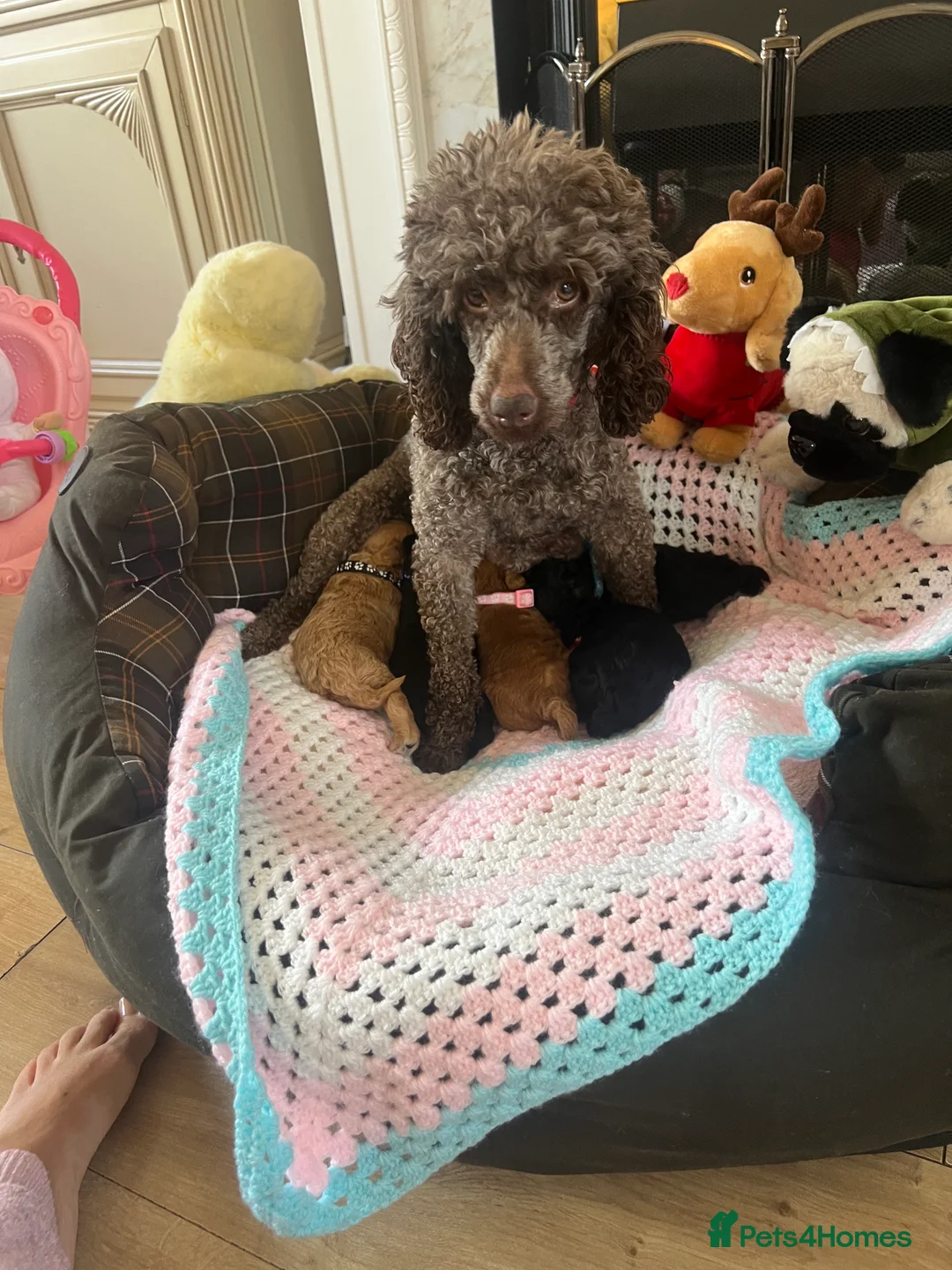 Poodle dogs for sale: 🐶🐶🐶TOY POODLES for sale🐶🐶🐶 - Advert 4