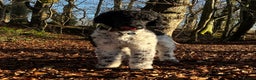 Standard Poodle dogs for stud: Outstanding Parti Standard Poodle Stud - Advert 2