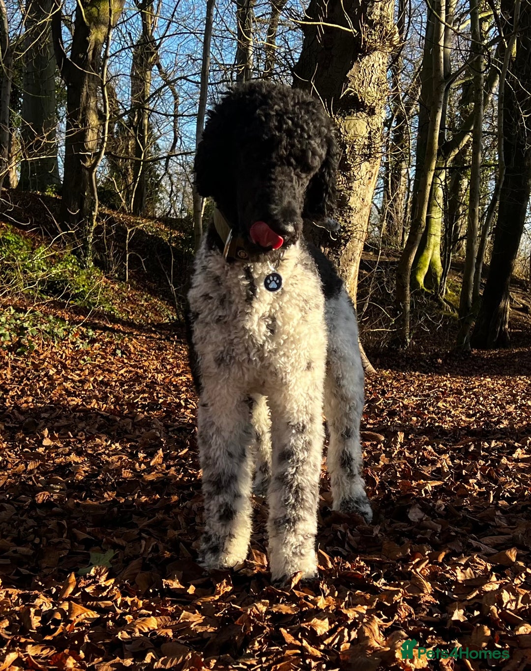 Standard Poodle dogs for stud: Outstanding Parti Standard Poodle Stud - Advert 2