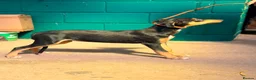 Lurcher dogs for sale: Quality Lurcher pups  - Advert 12