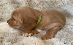 Cockerdor dogs for sale: Adorable f1 cockerdor puppies - Image 2