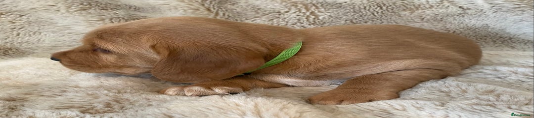 Cockerdor Puppy 3