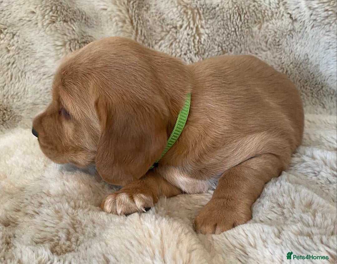 Cockerdor dogs for sale: Adorable f1 cockerdor puppies - Image 2