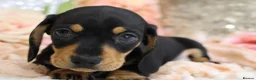 Miniature Dachshund dogs for sale: KC Miniature Dachshund Puppies - Advert 19