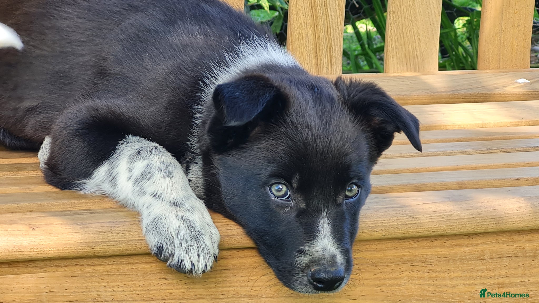 Border Collie dogs ISDS Registered Border Collie pup - Advert 2